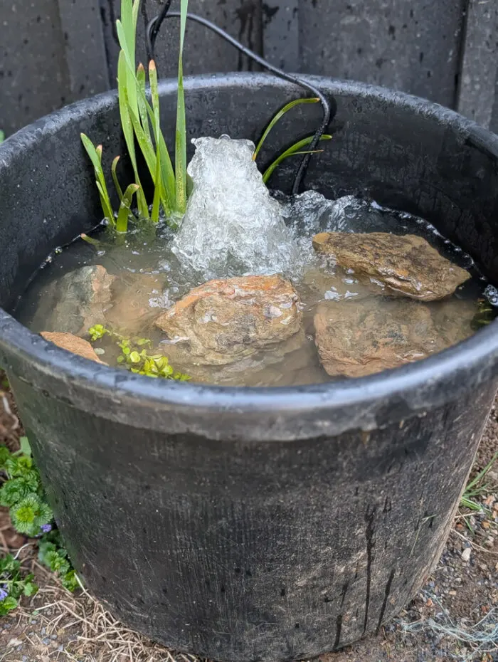 DIY Mini Pond with a pond filter/pump installed. The photo is a close up view of the small pond using a black muck bucket, rocks from around my property, creeping jenny, and some cattails. They're not in bloom yet, but they should take over this small pond at some point.