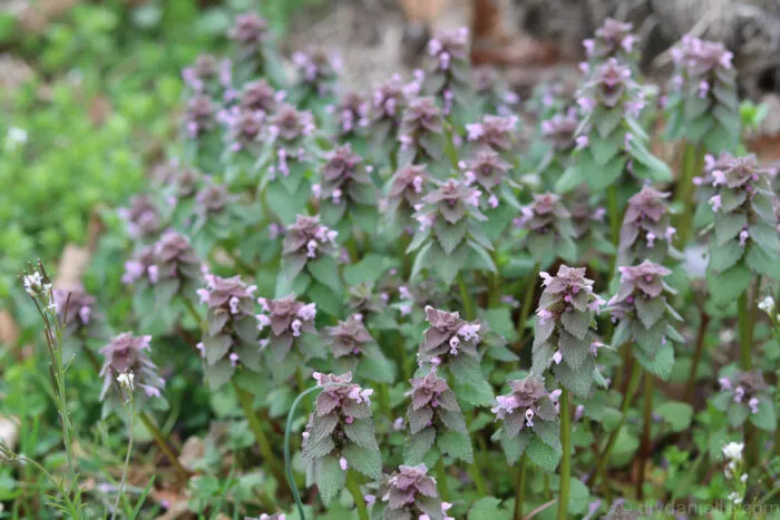 Close-up of Purple Dead Nettle with vibrant purple flowers and green leaves blooming in early spring.