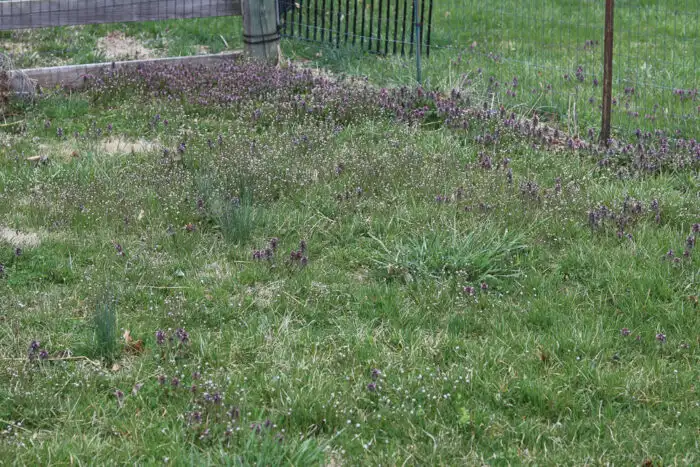 Lawn with patches of common weeds like clover and dandelion, showing healthy grass and weed growth.