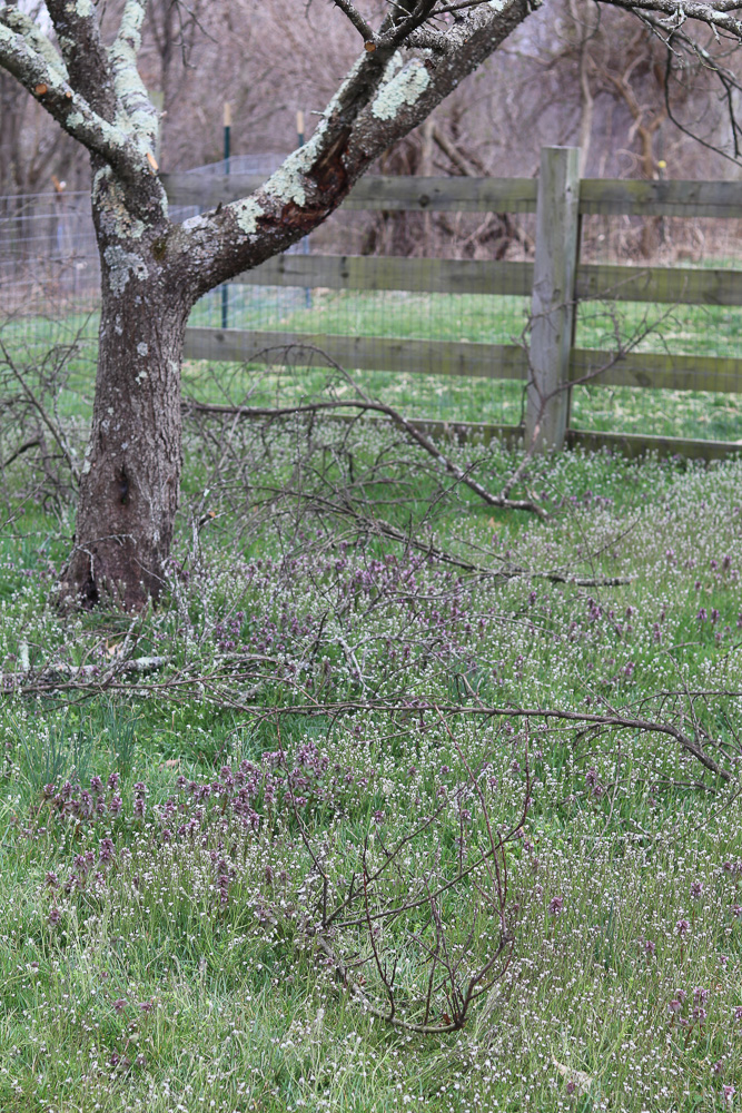 Various native weeds growing naturally in a garden lawn, supporting pollinators and biodiversity.