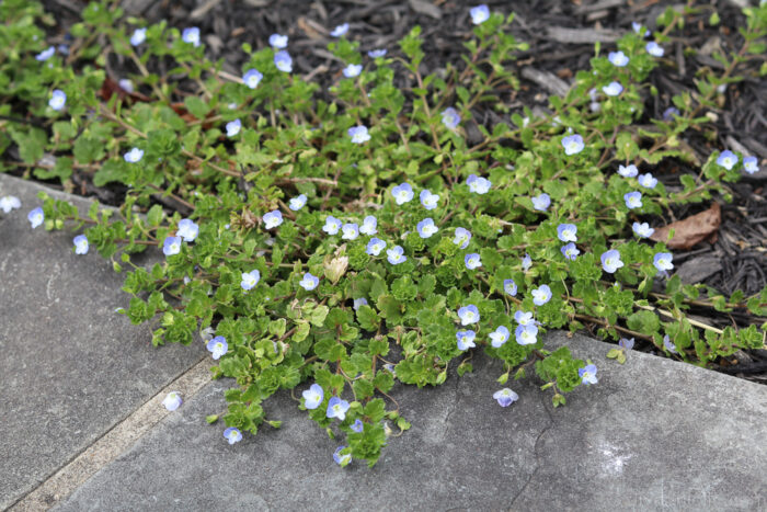 Weeds growing in compact, moist soil, showing signs of low soil fertility and sparse grass coverage.