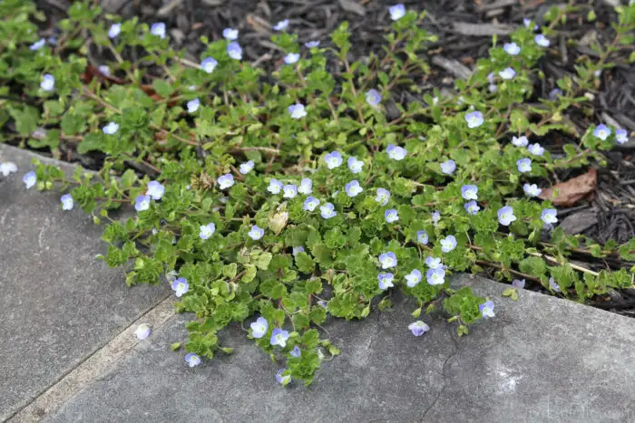 Weeds growing in compact, moist soil, showing signs of low soil fertility and sparse grass coverage.