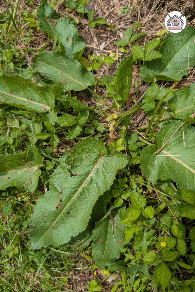 Bitter Dock plant with large leaves and tall flower stalks growing in moist, compacted soil.