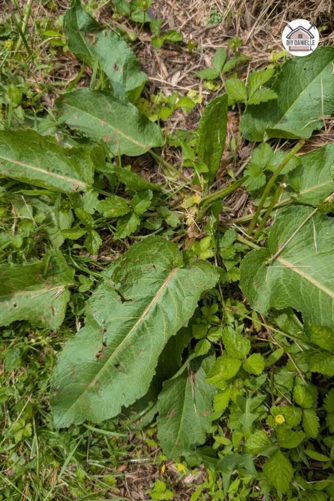 Bitter Dock plant with large leaves and tall flower stalks growing in moist, compacted soil.