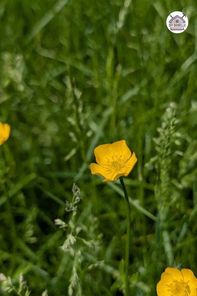 Yellow buttercup flowers blooming in acidic, poorly drained soil, common in spring lawns and fields.