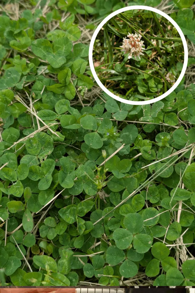 Close-up of Bird’s Eye Speedwell with small blue flowers and low-growing green foliage in garden soil.