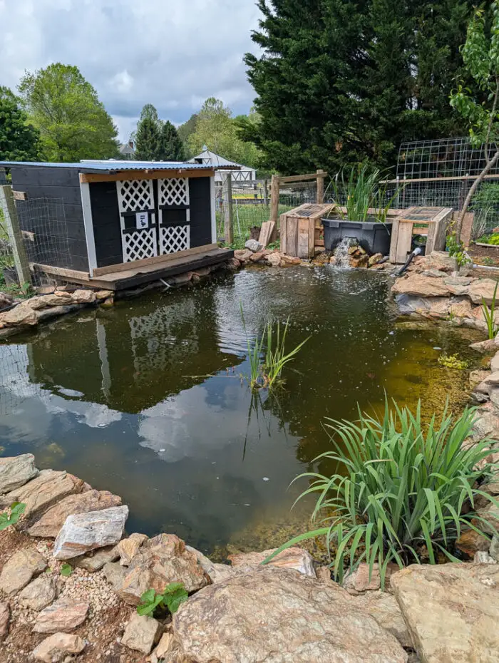 Close-up of the full pond, featuring the duck house and bog filter setup along the edge