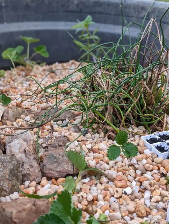 Various plants added to the bog filter, including swamp milkweed, iris, cattail, creeping jenny, and joe pye weed