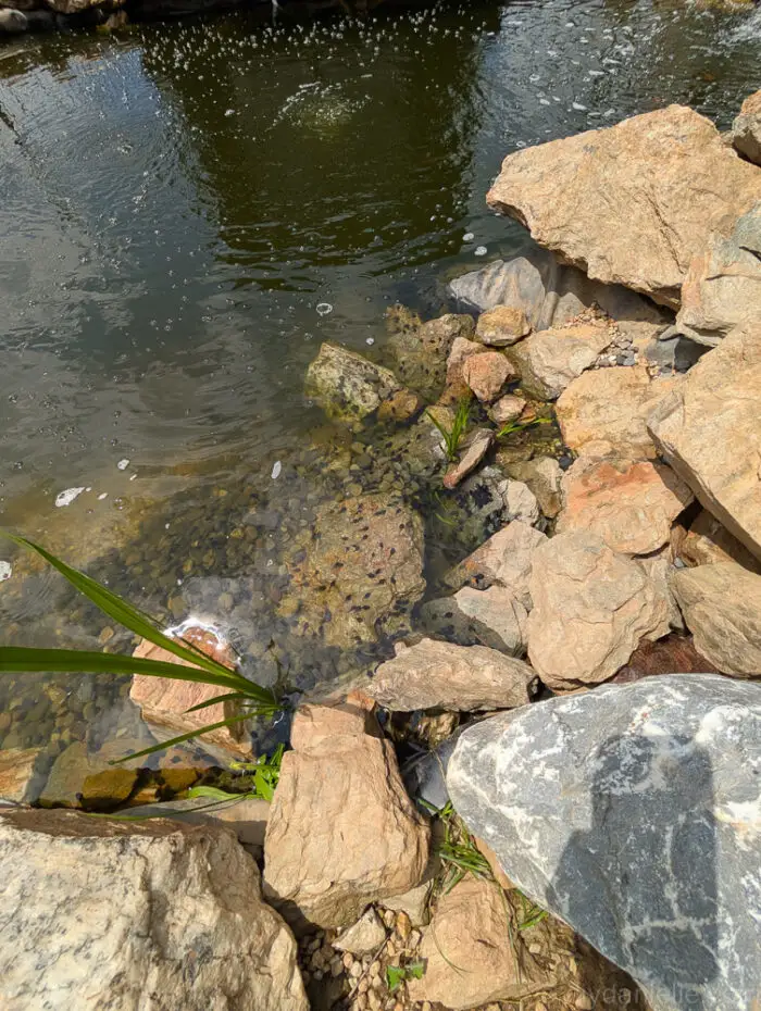 Numerous tadpoles swimming in the pond, thriving in the natural ecosystem