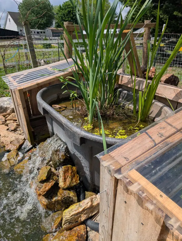 Bog filter one year after installation, with Creeping Jenny in front of rocks and tall swamp milkweed plants on the left side. Water is flowing quickly through the front trough