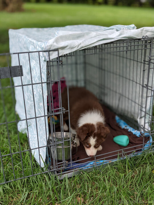 Illustration of Pet Crate Cover Ideas