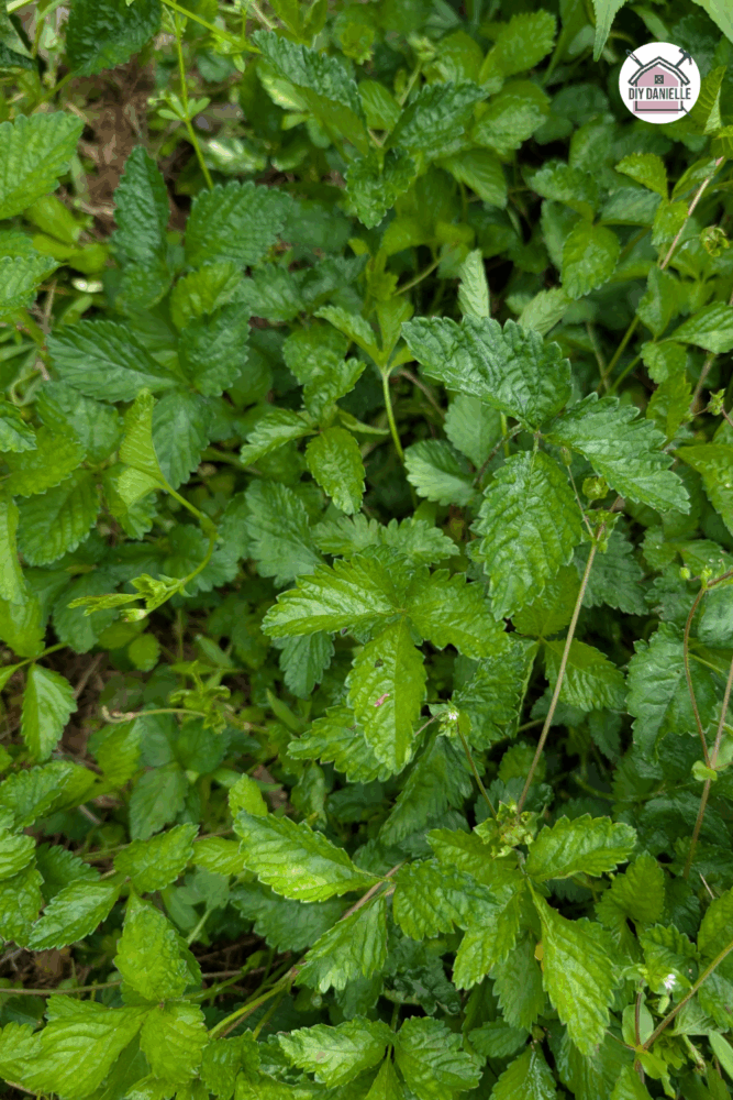 Close-up of Mock Strawberry plant with small yellow flowers and tiny red fruits growing in moist, shaded soil.