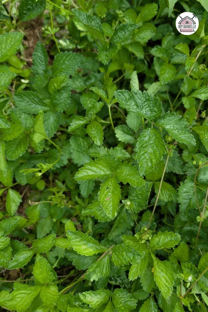 Close-up of Mock Strawberry plant with small yellow flowers and tiny red fruits growing in moist, shaded soil.
