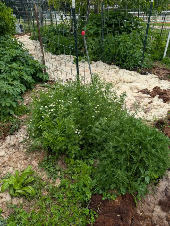 Chamomile plants growing lush and healthy in a food forest garden.