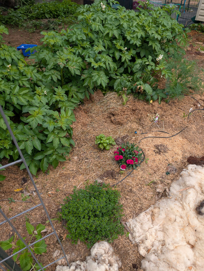 Tall potato plants in the back with lower-growing herbs and flowers planted in front.