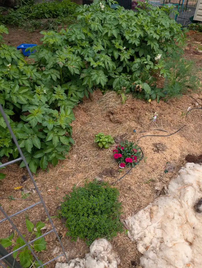 Tall potato plants in the back with lower-growing herbs and flowers planted in front.