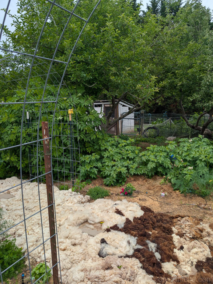 Tall potato plants in the back with low-growing herbs and flowers in the foreground.