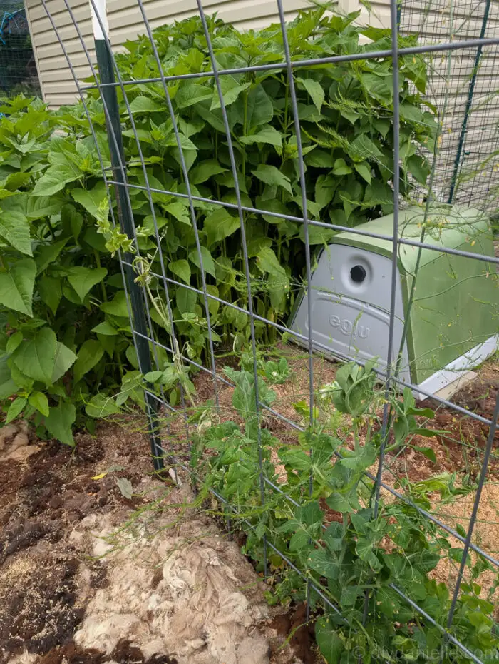Sugar snap peas climbing a cattle panel with Jerusalem artichoke plants growing behind.