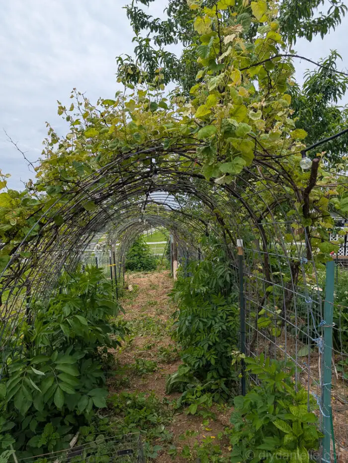 Garden arch covered with grapevines inside a chicken moat around the garden