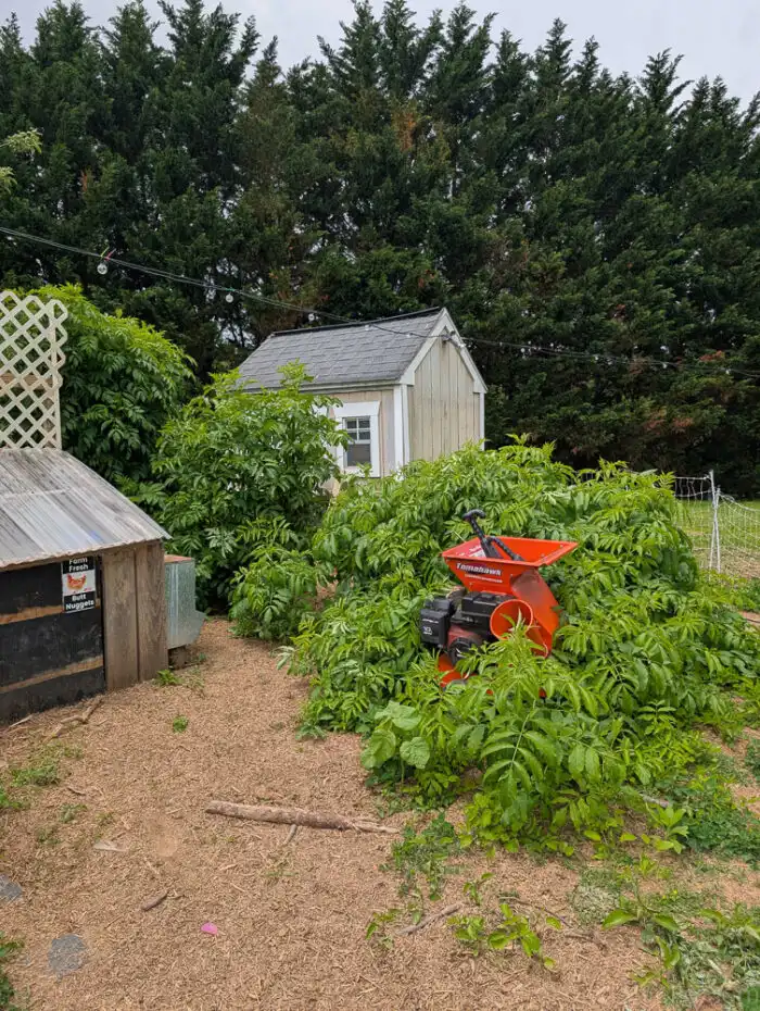 Elderberry bushes planted outside the garden providing shade for chickens.