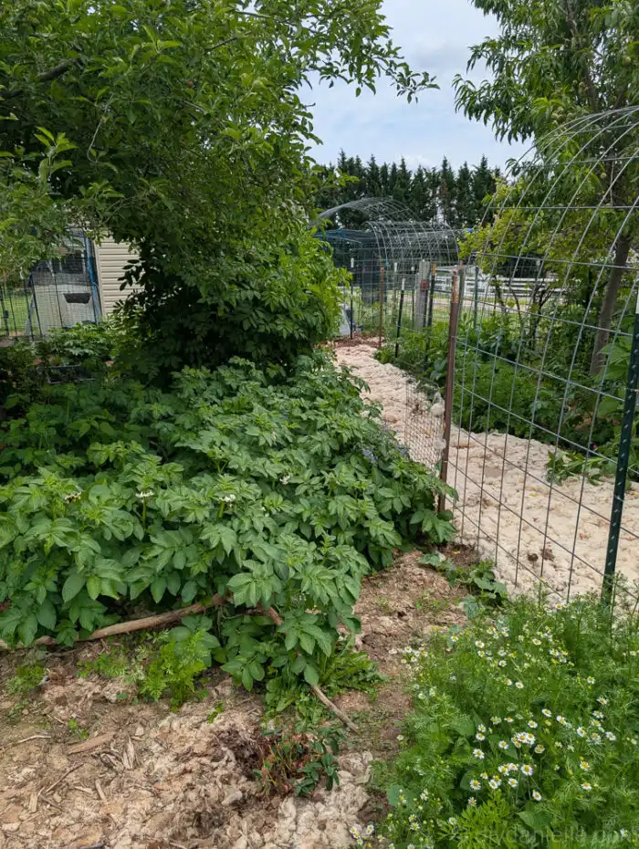 Chamomile flowers and potato plants growing together in a lush food forest garden.