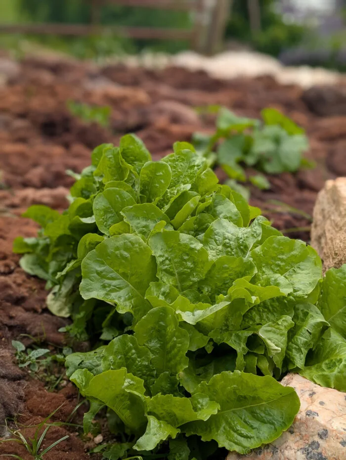 Rows of fresh green lettuce growing in a backyard garden bed