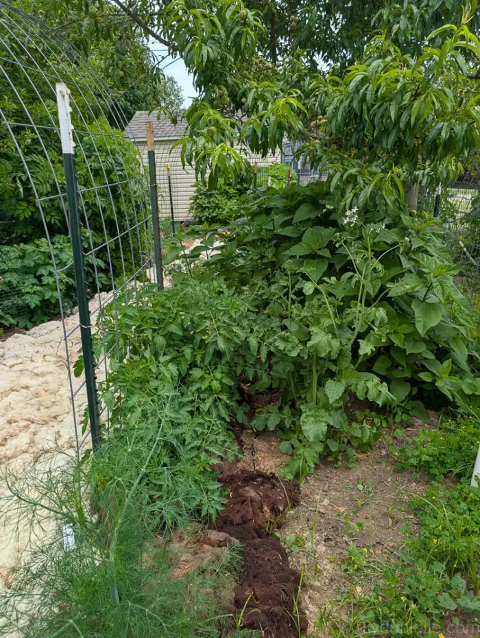Dill, elderberry bushes, and tomato plants growing healthy in a garden.