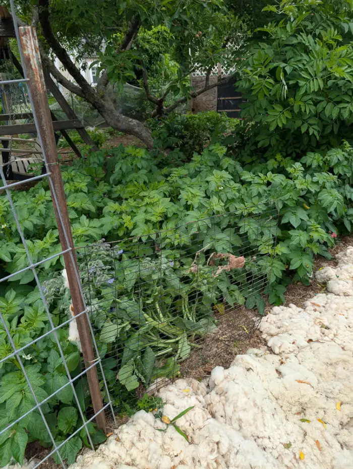 Borage flowers and potato plants growing side by side along a garden path.