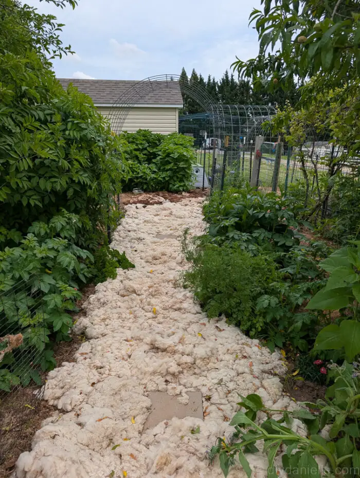Wood mulch path winding through a lush, green food forest garden.
