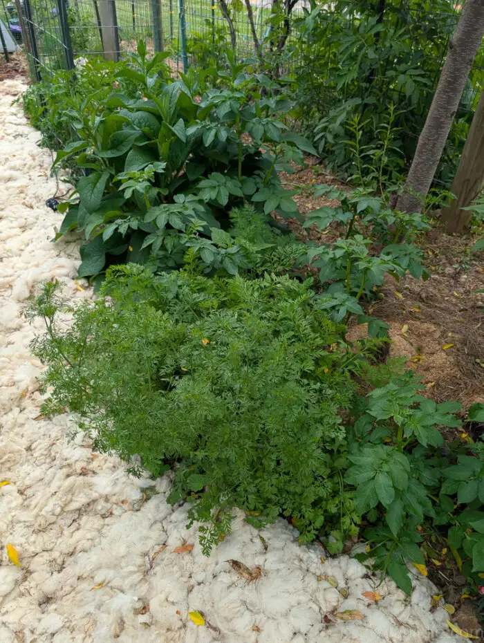 Potatoes, comfrey, and carrots growing alongside a wool mulch path in a garden.