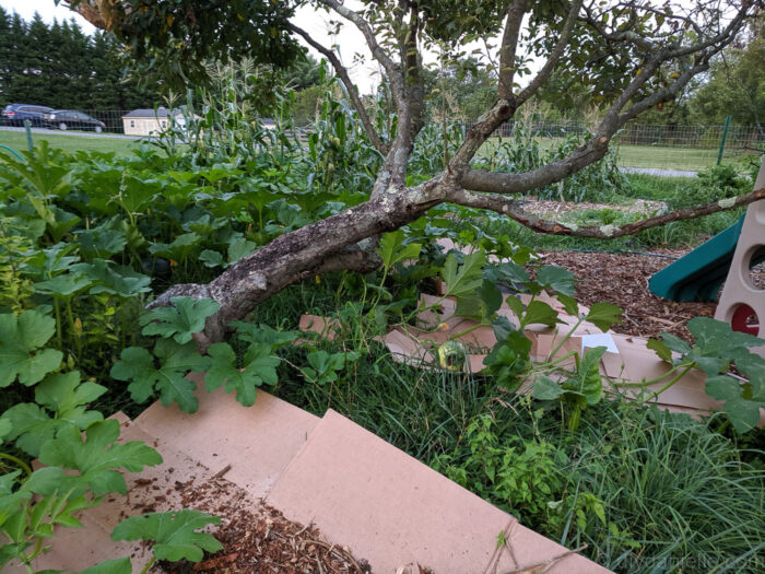 Cardboard mulch layered under apple trees to prevent weeds and improve soil in a backyard food forest.