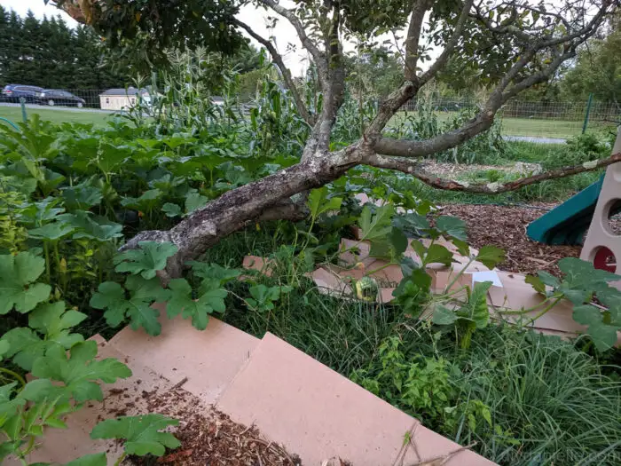 Cardboard mulch layered under apple trees to prevent weeds and improve soil in a backyard food forest.