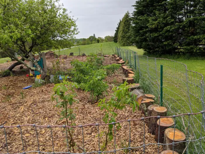 Healthy elderberry bush growing vigorously in a backyard food forest garden.