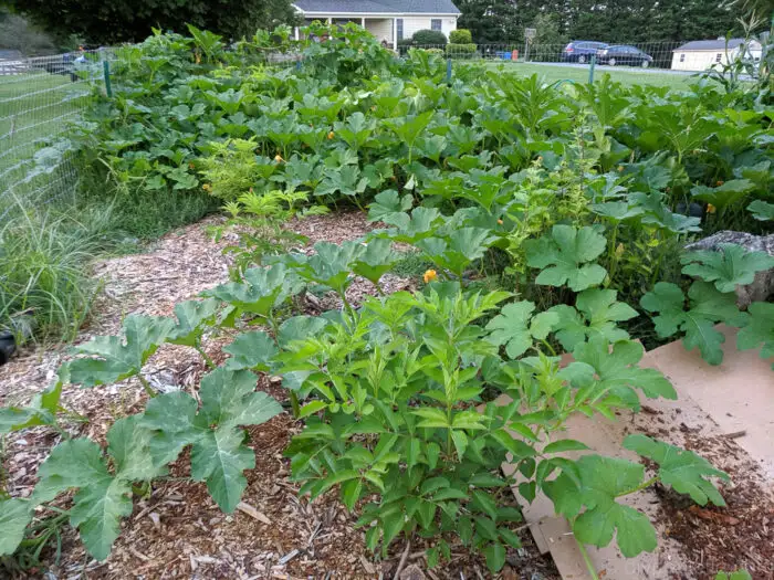 Pumpkins and elderberries growing together in a backyard food forest garden.