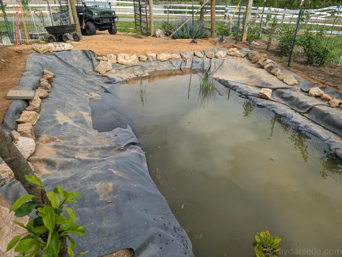 Filling the pond with water to settle the liner, debating whether to add gravel to the bottom.