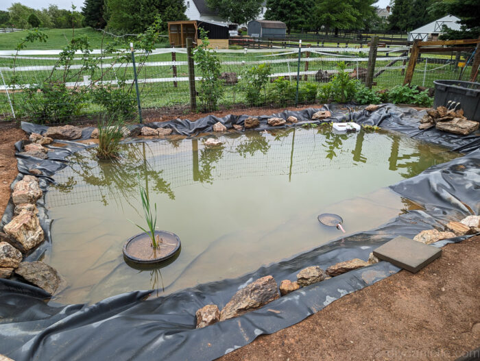 Close-up of water lettuce floating on the pond surface, adding greenery and natural filtration.