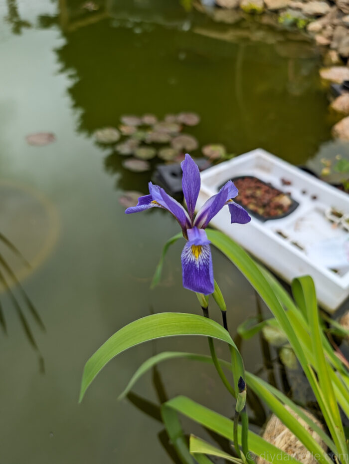 Beautiful lily in full bloom on the pond, adding vibrant color to the water garden