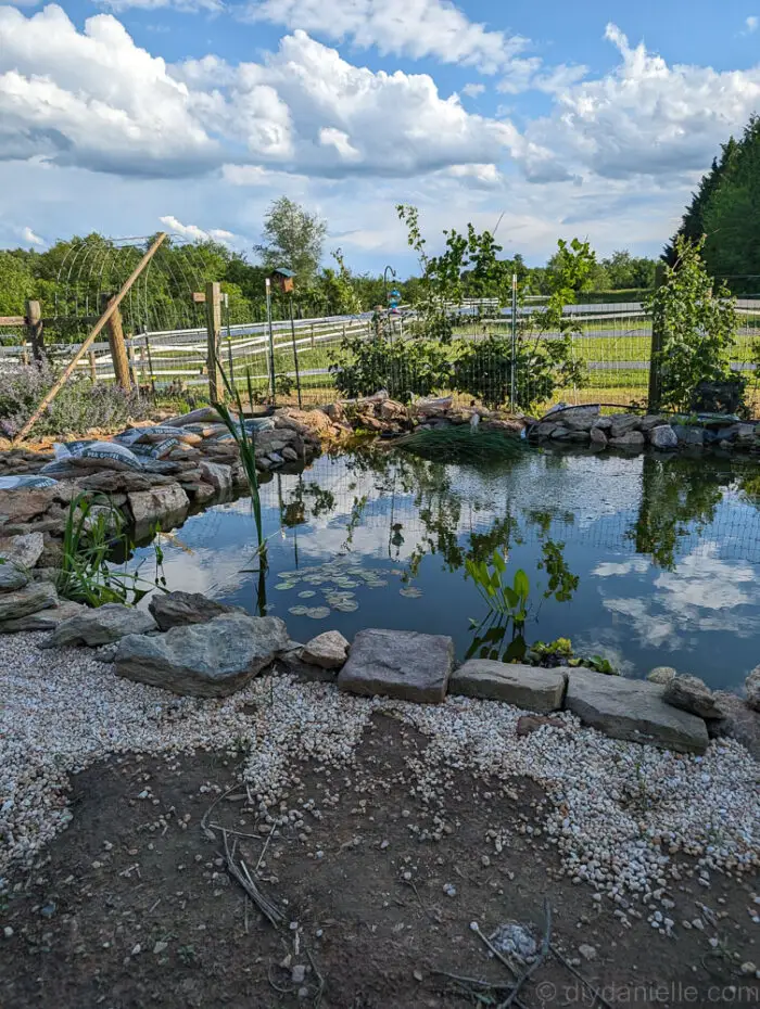 Evening view of the pond with soft lighting, capturing the peaceful ambiance of the water garden.