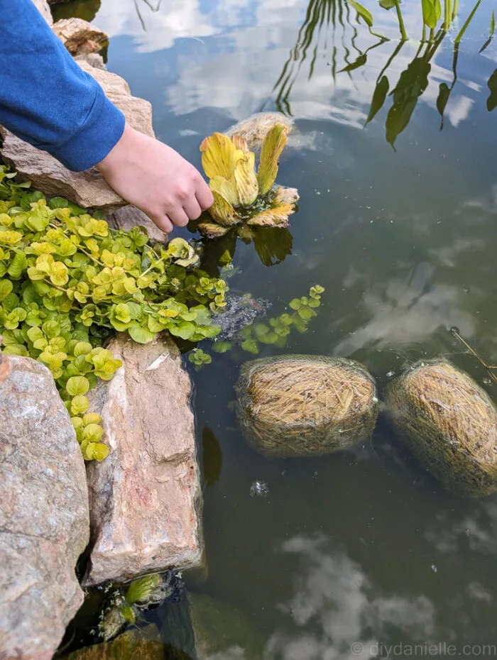 Water lettuce floating on the pond surface, with creeping Jenny waterfalling over rocks into the water.