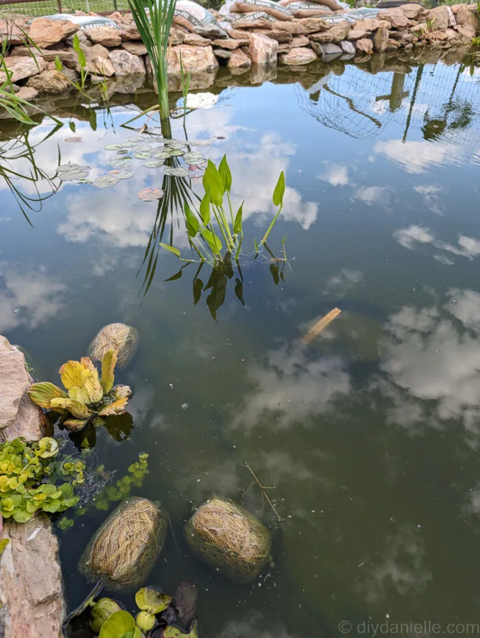 Pond plants in planters, positioned deeper in the water for optimal growth.