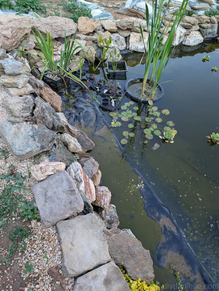 Water lilies and other pond plants in planters, flourishing in deeper areas of the pond