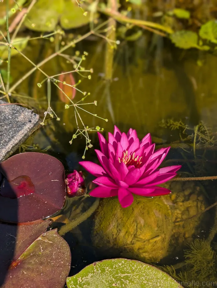 Pink water lily in full bloom, adding vibrant color and elegance to the pond