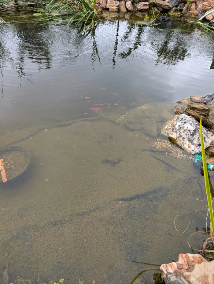 Fish swimming in the pond with crystal-clear water, showcasing the healthy ecosystem