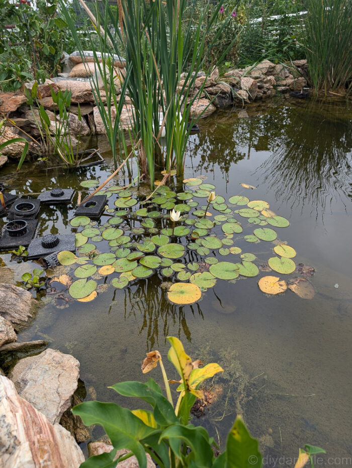 Lots of lily pads covering the pond surface, providing shade and adding beauty to the water garden.