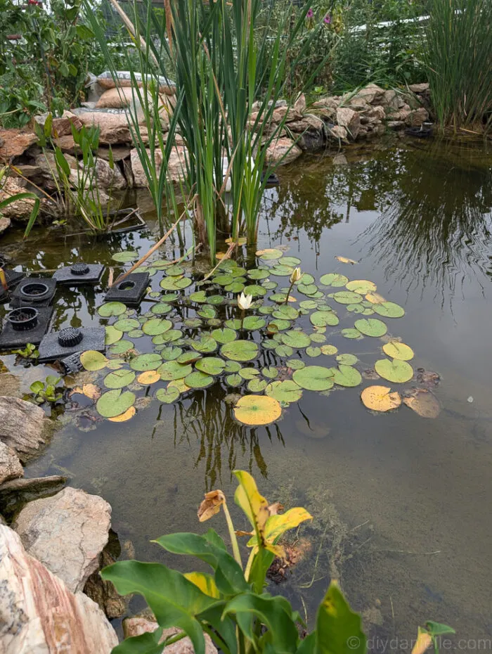 Lots of lily pads covering the pond surface, providing shade and adding beauty to the water garden.