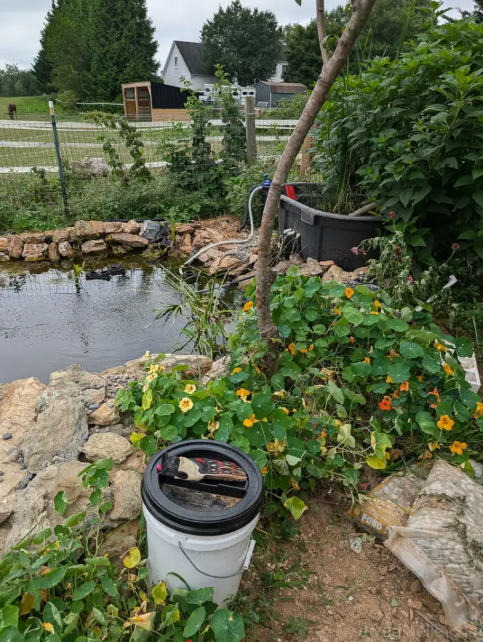 Nasturtium growing next to the pond, with tall Jerusalem Artichoke plants behind the bog filter, resembling sunflowers when in bloom