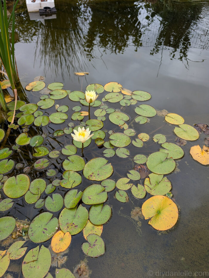 Yellow water lilies in full bloom, adding a burst of color and beauty to the pond.