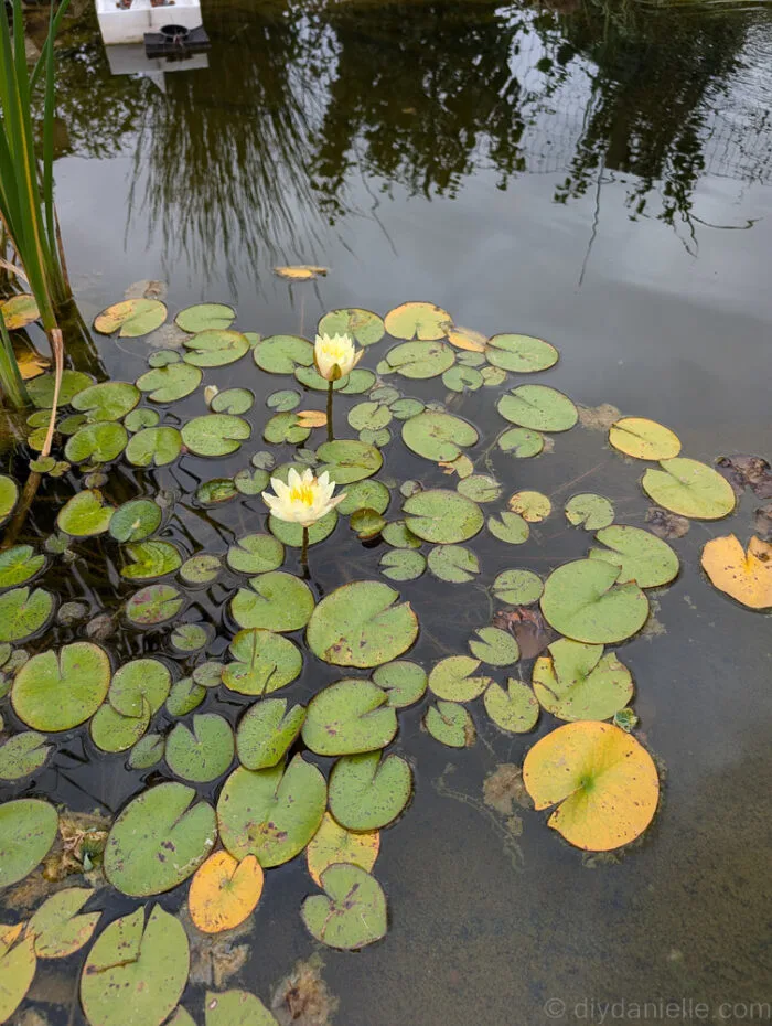 Yellow water lilies in full bloom, adding a burst of color and beauty to the pond.