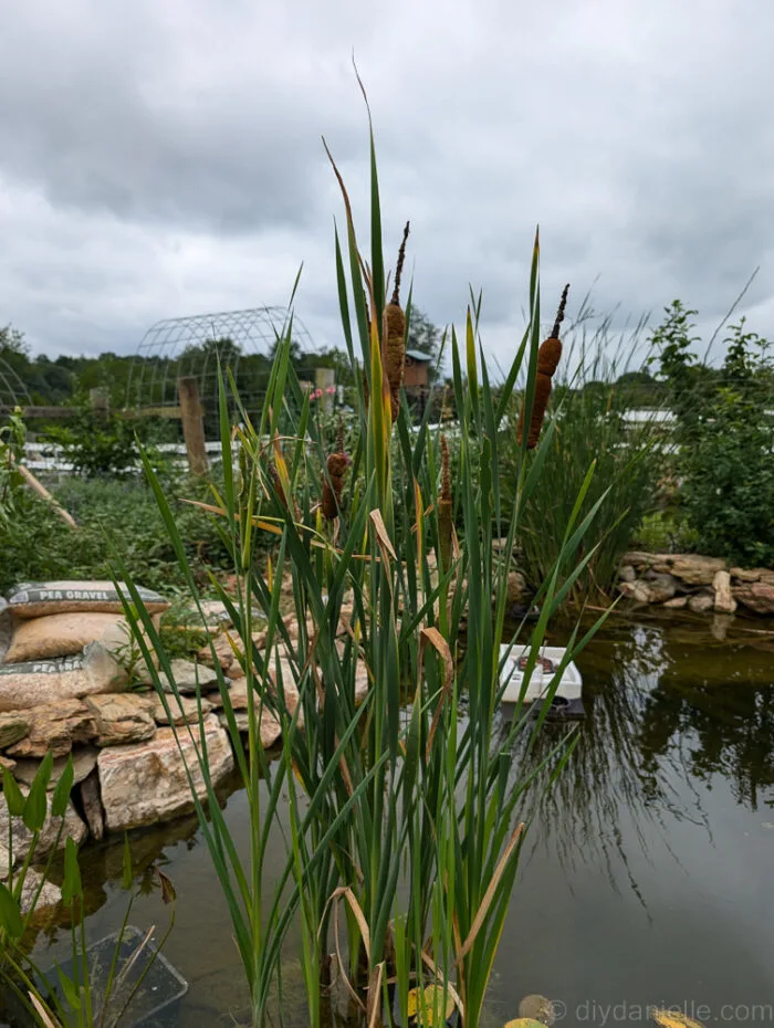 Cattails growing along the edge of the pond, adding texture and natural beauty to the landscape.