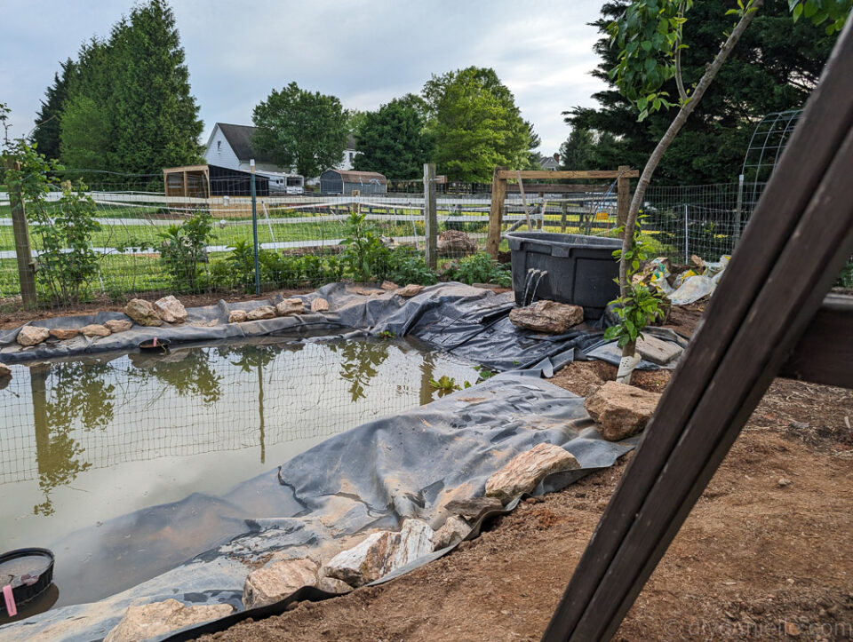 Image showcasing How to Build a Garden Pond with Fish & Plants - DIY Danielle®